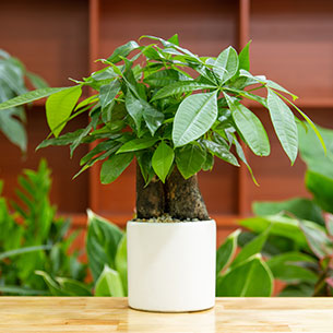 A potted plant. Links to Gifts That Pay You Income